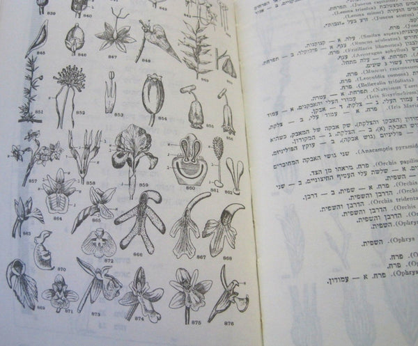 Analytical flora of Palestine Hebrew Flora of Israel Illustrated book 1965