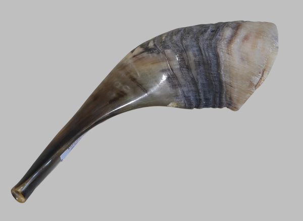 Judaica Shofar Kosher Ram's Horn High Quality Half Polished Natural 9 inch