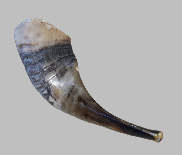 Judaica Shofar Kosher Ram's Horn High Quality Half Polished Natural 9 inch