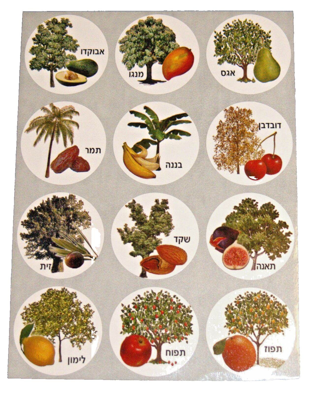 Fruit Trees Images Hebrew Names 120 Stickers Children Teaching Aid Israel